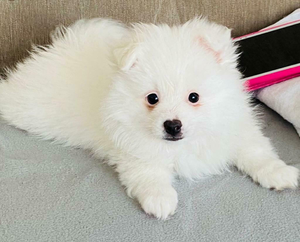 Pomeranian, Dieren en Toebehoren, Honden | Poolhonden, Keeshonden en Oertypen, Reu, 8 tot 15 weken, Meerdere, Nederland