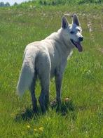 lieve ervaren Dekreu zw. witte Herder, Particulier, Rabiës (hondsdolheid), 3 tot 5 jaar, Buitenland