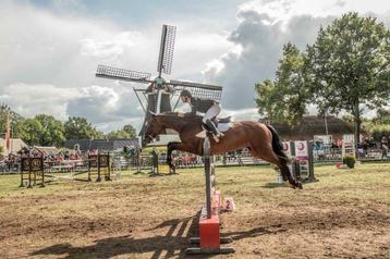 Training pony/paard en (spring)instructie beschikbaar voor biedingen