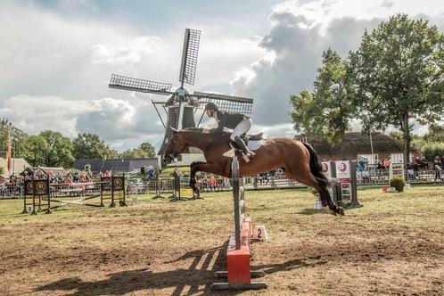 Training pony/paard en (spring)instructie, Diensten en Vakmensen, Dieren | Paarden | Verzorging, Oppas en Les, Gedragstraining
