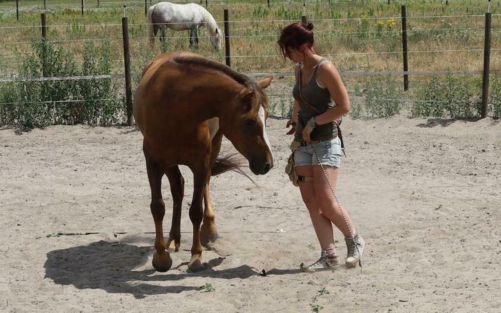 Inrijden/bijscholen en trainingen voor Pony's, Diensten en Vakmensen, Dieren | Paarden | Verzorging, Oppas en Les, Gedragstraining