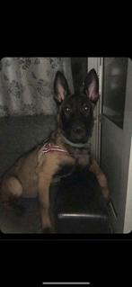 Lara is een Mechelse herder, bijna 6 maanden oud., Dieren en Toebehoren, Honden | Herdershonden en Veedrijvers, 15 weken tot 1 jaar