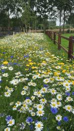 Mini loonwerk, Gras zaaien, wildbloemen zaaien, frezen., Diensten en Vakmensen, Tuinmannen en Stratenmakers, Garantie, Tuin- of Vijveraanleg