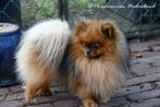 Div Pomeranian (pomeriaan) dekreuen, Dieren en Toebehoren, Fokker | Hobbymatig, Rabiës (hondsdolheid), Reu, Buitenland