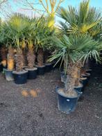 Topkwaliteit winterharde palmbomen / palmen te koop