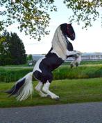 ZWARTBONTE HOMOZYGOTE BAROCK PINTO DEKHENGST, Dieren en Toebehoren, Hengst