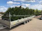 Haagplanten Conifeer Thuja Taxus Photinia Olijfwilg haag, Ophalen of Verzenden, Conifeer, Haag