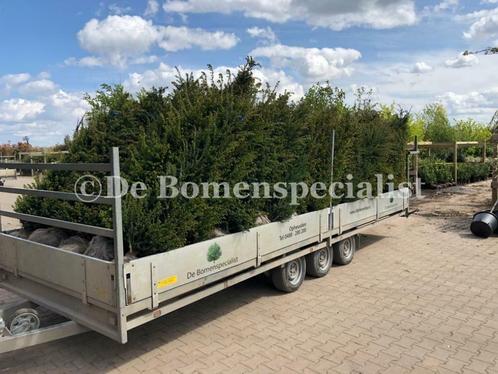 Haagplanten Conifeer Thuja Taxus Photinia Olijfwilg haag, Tuin en Terras, Planten | Struiken en Hagen, Haag, Conifeer, Ophalen of Verzenden