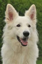 Zwitserse witte herder dekreu, Dieren en Toebehoren, Honden | Dekreuen, Particulier, 6 jaar of ouder, Reu, Nederland
