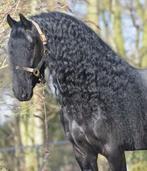 TE KOOP GEVRAAGD FRIESE HENGSTEN EN RUINEN, Dieren en Toebehoren, Paarden, Hengst, L, 3 tot 6 jaar