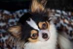 Langharige chihuahua dekreu, Dieren en Toebehoren, Honden | Dekreuen, Particulier, Rabiës (hondsdolheid), Meerdere, 6 jaar of ouder