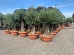 Olijfboom / Olijfbomen met oude stam, 60/80 cm stamomtrek, In pot, Olijfboom, Zomer, Volle zon