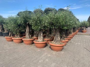 Olijfboom / Olijfbomen met oude stam, 60/80 cm stamomtrek