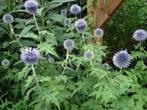 blauw en paars bloeiende vaste planten