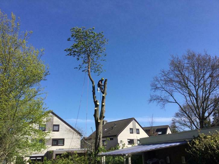 bomen rooien rijplaten verhuur hovenier midikraan, Diensten en Vakmensen, Tuinmannen en Stratenmakers, Bestrating, Hekwerk of Schuttingen