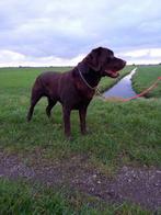 ter dekking aangeboden Schitterdende bruine Labrador, Particulier, Rabiës (hondsdolheid), Meerdere, 3 tot 5 jaar