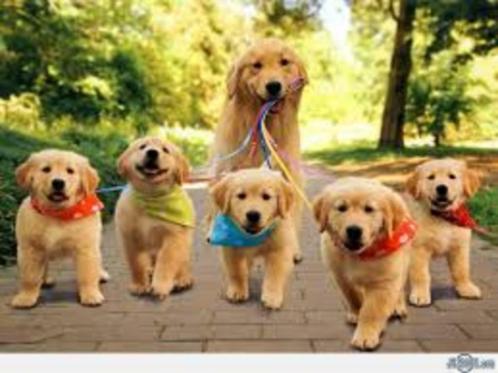 Puppycursus "De goede sta(a)rt", te Ederveen., Diensten en Vakmensen, Dieren | Honden | Verzorging, Oppas en Les, Training of Cursus