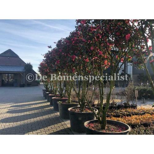 Meerstammige bomen kopen bij de Bomenspecialist BV, Tuin en Terras, Planten | Bomen, Ophalen of Verzenden