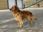Golden Retriever Dekreu, Dieren en Toebehoren, Reu, CDV (hondenziekte), Eén hond, 3 tot 5 jaar
