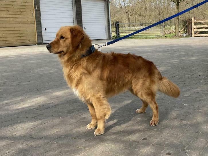 Golden Retriever Dekreu, Dieren en Toebehoren, Honden | Dekreuen, Reu, Particulier, Eén hond, Nederland, 3 tot 5 jaar, CDV (hondenziekte)