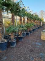Topkwaliteit winterharde palmbomen / palmen te koop