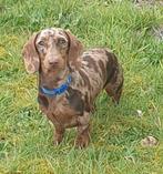 Korthaar dwerg teckel dekreu chocotijger, Rabiës (hondsdolheid), Reu, 1 tot 2 jaar, Eén hond