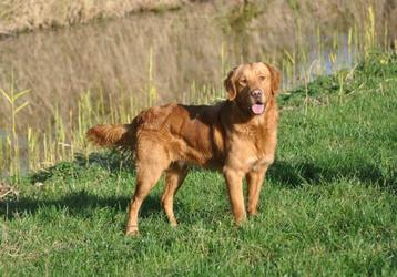 Golden retriever dekreu met stamboom