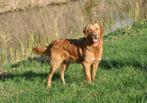 Golden retriever dekreu met stamboom, Rabiës (hondsdolheid), Reu, 1 tot 2 jaar, Eén hond