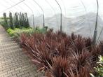Bestel online uw olijfbomen, palmbomen, vijgenbomen, cypres, Tuin en Terras, Planten | Bomen, Ophalen of Verzenden, In pot, 100 tot 250 cm