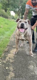 Dekreu american bully XL ABKC, Dieren en Toebehoren, Particulier, Rabiës (hondsdolheid), 1 tot 2 jaar, Reu