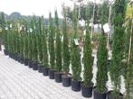 Mediterrane / tropische bomen en planten te koop, Tuin en Terras, Planten | Bomen, Ophalen of Verzenden, In pot, Olijfboom, 100 tot 250 cm