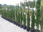 Mediterrane / tropische bomen en planten te koop, Tuin en Terras, Planten | Bomen, In pot, Olijfboom, Ophalen of Verzenden, 100 tot 250 cm