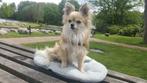 dekreu chihuahua, Dieren en Toebehoren, Honden | Dekreuen, Reu, Eén hond, 3 tot 5 jaar, Nederland