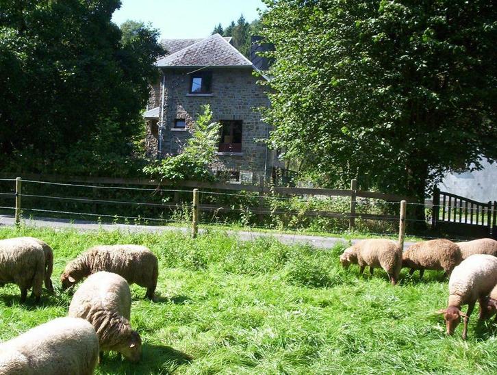 PRACHTIG GELEGEN VAKANTIEWONING AAN DE AMBLEVE RIVIER 10PERS, Vakantie, Vakantiehuizen | België, Ardennen of Luxemburg, Overige typen