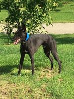 Whippet, Dieren en Toebehoren, Particulier, Rabiës (hondsdolheid), 1 tot 2 jaar, Reu