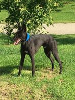 Whippet, Rabiës (hondsdolheid), Reu, 1 tot 2 jaar, Eén hond