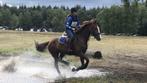 ** Zadelmak maken/doortrainen C/D/E-pony/Paard **, Gedragstraining