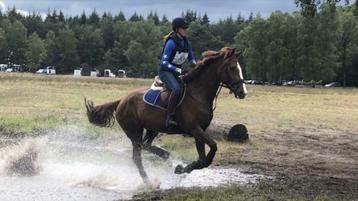 ** Zadelmak maken/doortrainen C/D/E-pony/Paard ** beschikbaar voor biedingen