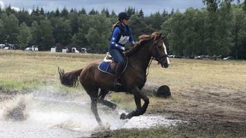 ** Zadelmak maken/doortrainen C/D/E-pony/Paard **