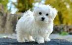 Raszuivere maltezer pupjes mogen naar hun baasjes., Particulier, Rabiës (hondsdolheid), Meerdere, Maltezer