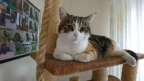 Goed vakantie adres voor uw kat, Diensten en Vakmensen, Dieren | Katten | Verzorging, Oppas en Les