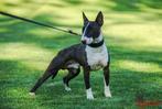 Miniatuur Bullterrier dekreu, Dieren en Toebehoren, Particulier, 3 tot 5 jaar, Reu, Nederland