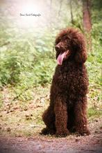 Koningspoedel dek reu! Ook voor labradoodle., Dieren en Toebehoren, 3 tot 5 jaar, Reu, Nederland, Eén hond