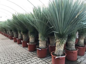 Mediterrane planten voor uw tuin, oa olijfbomen, palmbomen beschikbaar voor biedingen