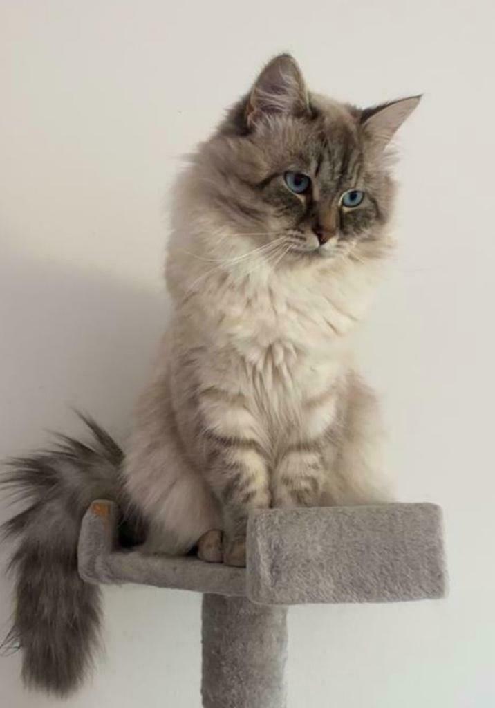 Siberische bos kat Neva Masquerade - DEKKATER, Dieren en Toebehoren, Katten en Kittens | Dekkaters, 3 tot 5 jaar