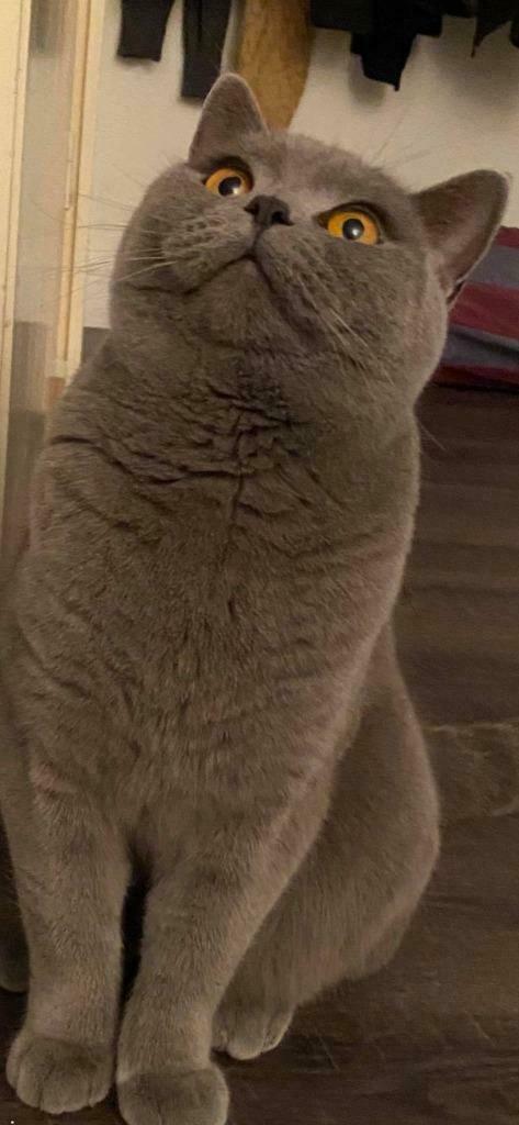 dekkater, Dieren en Toebehoren, Katten en Kittens | Dekkaters, 0 tot 2 jaar