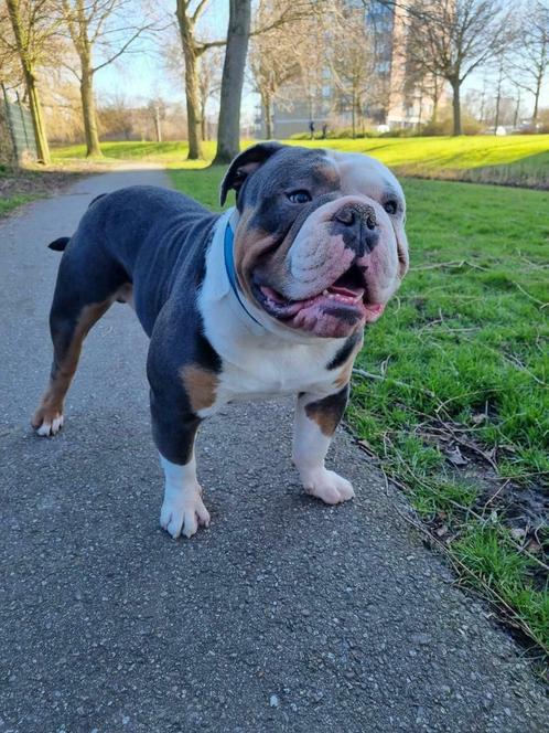 Old english bulldog dekreu, Dieren en Toebehoren, Honden | Dekreuen, Reu, Fokker | Professioneel, Eén hond, Nederland, 1 tot 2 jaar