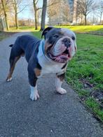 Old english bulldog dekreu, Nederland, Rabiës (hondsdolheid), Reu, 1 tot 2 jaar