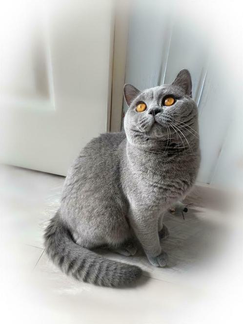 Britse korthaar dekkater blauw met stamboom &kampioenen — Katten en Kittens | Dekkaters — Marktplaats