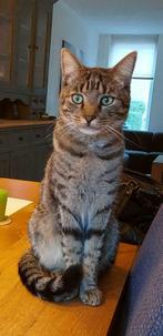 Vermist kat Simba Urmond (gouden tip = beloning!!), Kat